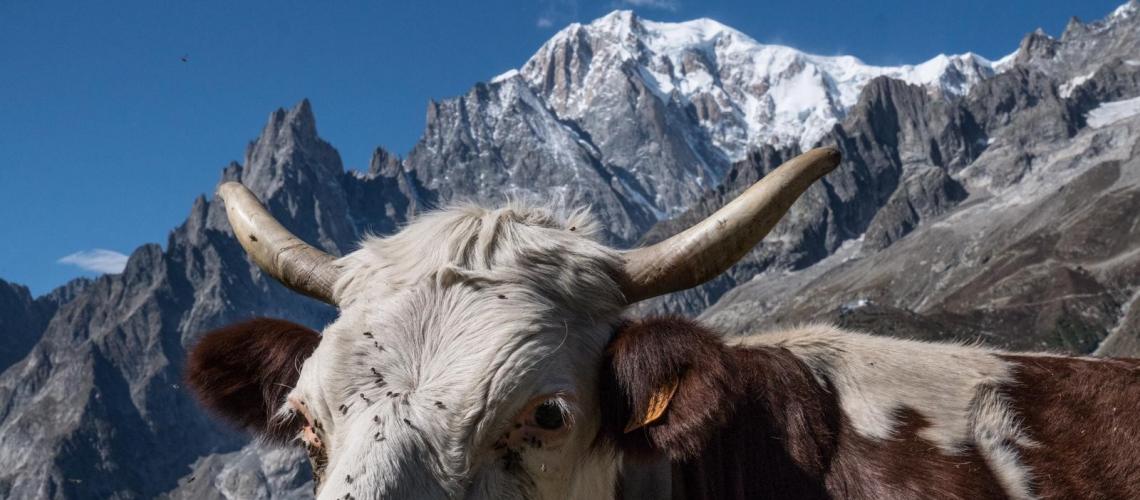 Vache ph. Luca Rolli