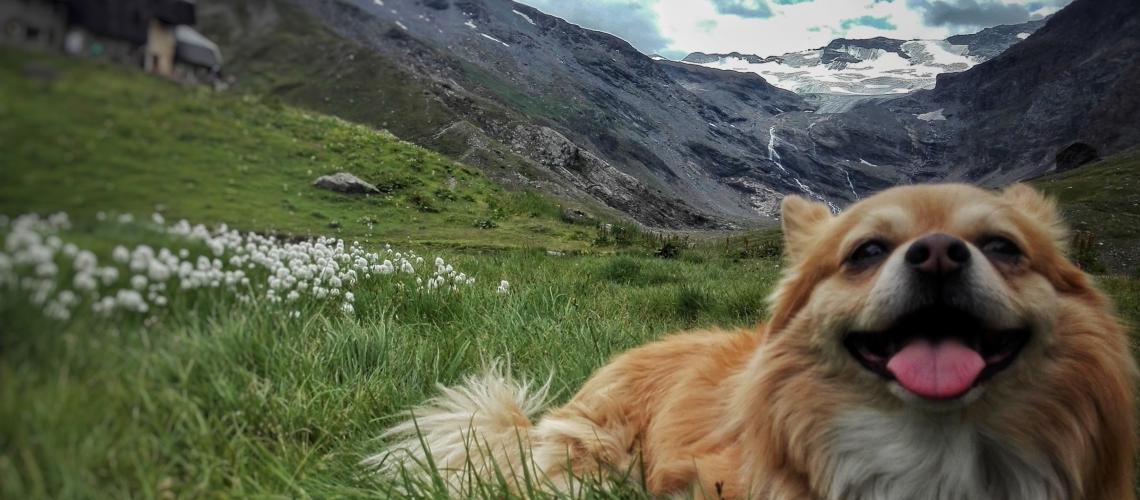 Portare il cane in montagna a Courmayeur