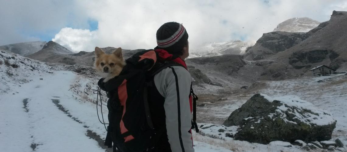 Portare il cane in montagna a Courmayeur 